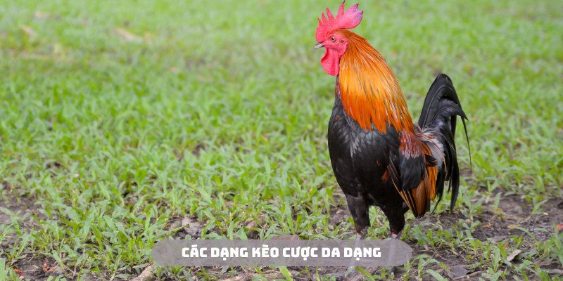 Đa dạng các loại kèo cược để hội viên tham gia trải nghiệm