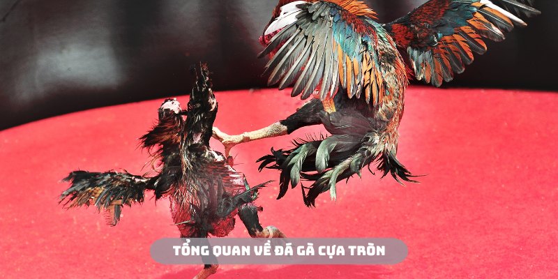 Đá Gà Cựa Tròn