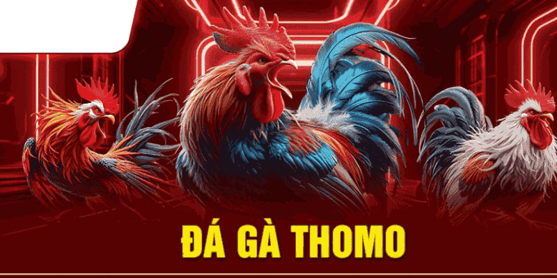 Đá Gà Thomo