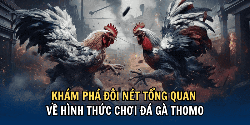 Lịch sử của Đá gà Thomo