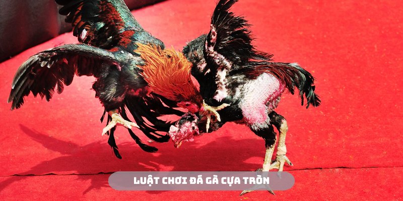 Luật chơi đá gà cựa tròn được quy định rất rõ ràng